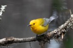 Bird Law in South Carolina